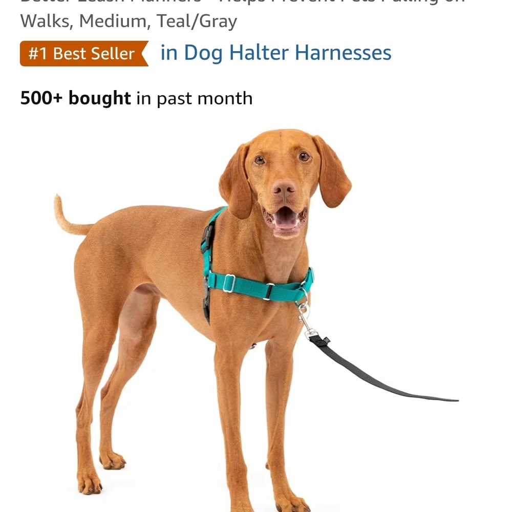 Teal/gray PetSafe Easy Walk Dog Halter Harness